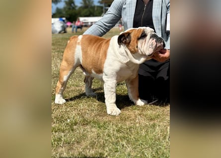 Englische Bulldoggenwelpen verfügbar in der Hauszucht "Von Teodor" FCI!