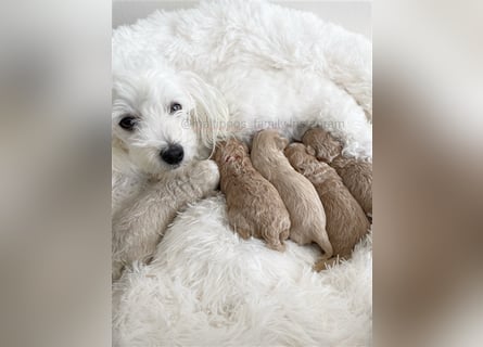 Traumhafte Maltipoo Welpen F1 Malteser Pudel