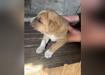 Labrador x Rhodesien Ridgeback Mix
