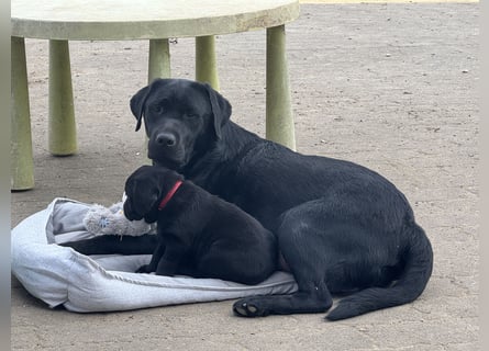 2 Labrador Retriever Weibchen Welpen mit Ahnenpass, Eltern HD, ED, PL, OCD, Augen und Genetisch frei