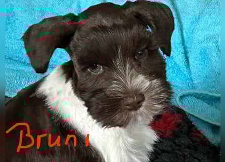 Bruni