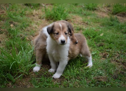Colliewelpen aus über 40Jahren Zucht