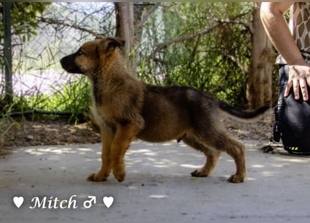 Vier wunderschöne Schäferhundmischlinge suchen ein Zuhause