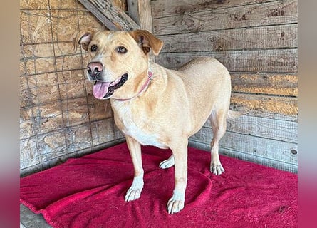 ❤️ liebenswerte gemütliche DAGGI - 5 Jahre, 50cm - Labbi-Mix
