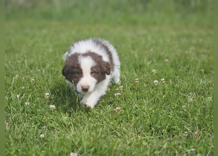 Border Collie Welpen -  Rüden
