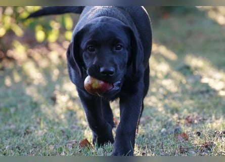 Labradorwelpen