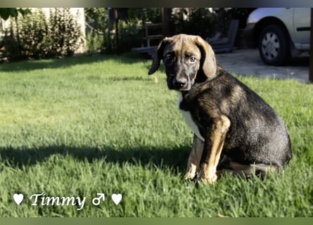 Timmy, Adam und Ajax suchen ein Zuhause