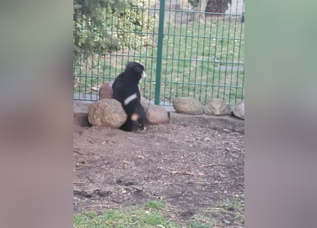 Berner Sennen Welpen