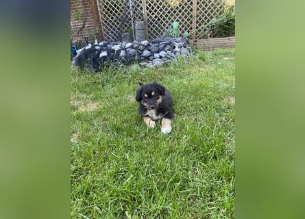Dieser süße Australian Shepherd Rudel