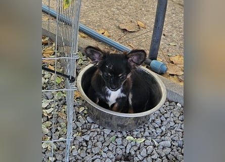 Chihuahuawelpen