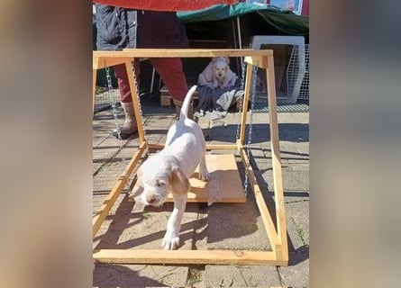 Spinone Italiano weiß/orange - WELPEN