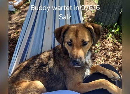 Buddy wartet in 97616 Salz
