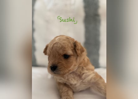 Maltipoo Welpen