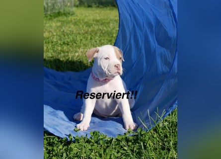 Einzigartige Bully Welpen