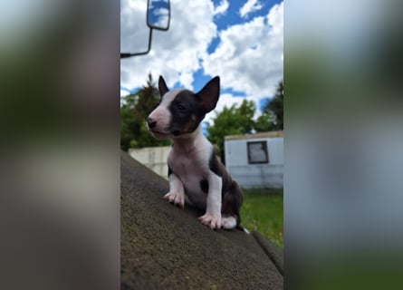 Mini bullterrier - Australian shepherd mix welpen