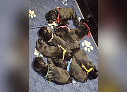 Riesenschnauzer schwarz Welpen des A-Wurf's am 02.07.25 gefallen