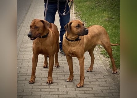 reinrassige Rhodesien Ridgback Welpen