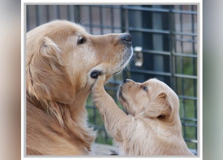 Golden Retriever Welpen vom Thüringer Wald