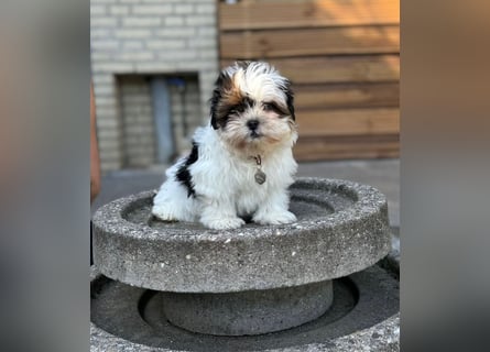 2 zuckersüße Maltipoo Welpen - Hündin
