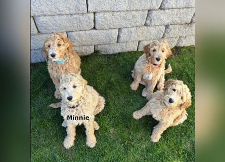 Goldendoodle apricot, eine Hündin, Welpe, abgabebereit Golden Doodle