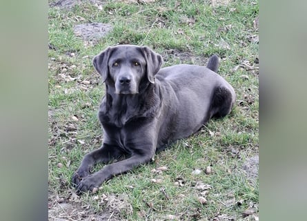 Labrador Welpen mit Ahnentafel