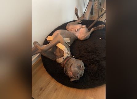 Weimaraner-Dogge