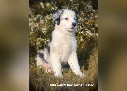 Bezaubernde Australian Shepherd Welpen
