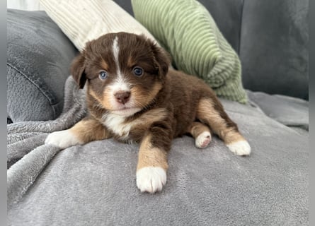 Mini Australien Shepherd Welpen