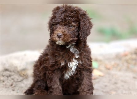 Lagotto Romagnolo