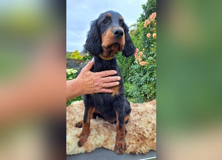 Gordon Setter Mädchen Sheila und Sally suchen nette Kuschelpartner