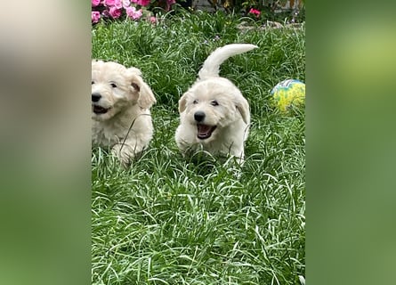 Abgabebereite Goldendoodle & Labradoodle Labrador+Golden+Retriever+Pudel Welpen