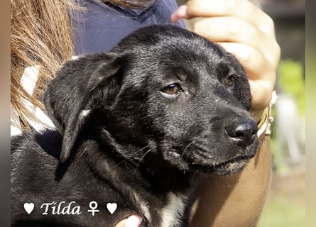 Teddy und seine Geschwister suchen ab September ein Zuhause