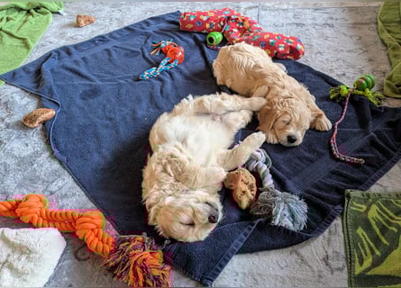 Wunderschöne Goldendoodle-Mix Welpen