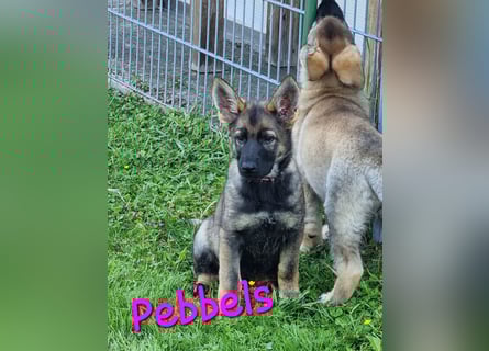 Reinrassige Schäferhund Welpen mit SV Papieren