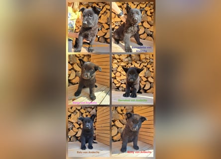 DSH Deutscher Schäferhund - Welpen lackschwarz