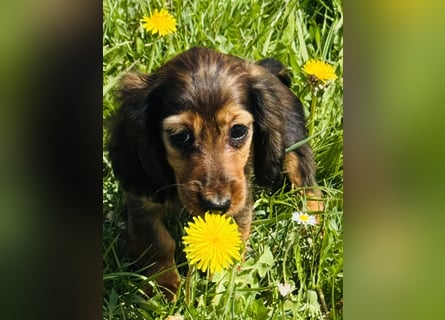 Kaninchen/Zwerglanghaar Dackel