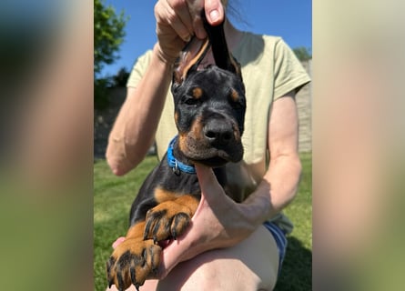 Dobermann Welpen Bohemia Gotika