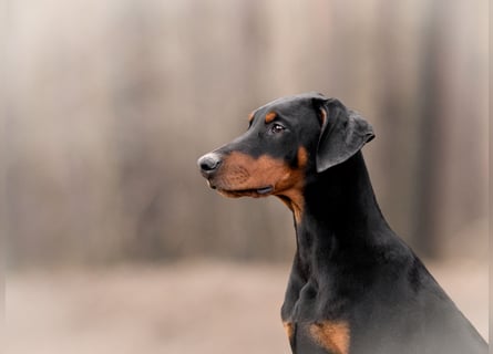 Doberman
