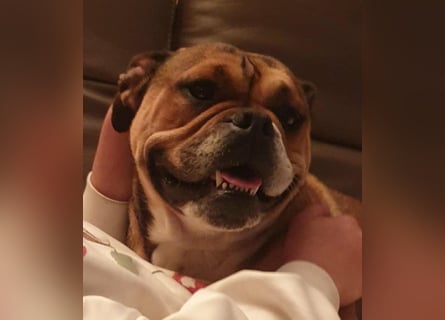 Wurfankündigung Continental Bulldogs vom Zwieseltal