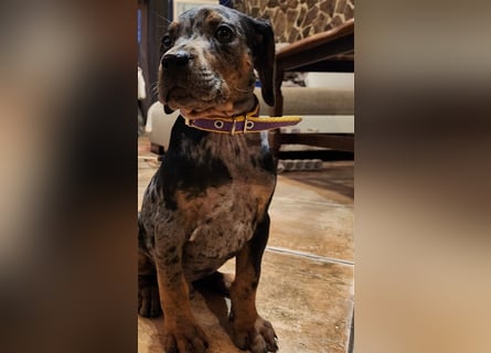 Louisiana Leopard - Catahoula