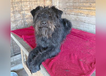 superlieber Kuschelbär OSKAR - 4,5 Jahre, 53cm/16kg - Schnauzer-Mix