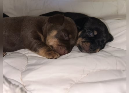 Chihuahua mix Welpen