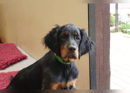 Gordon Setter Mädchen Sheila und Scarlett suchen nette Kuschelpartner