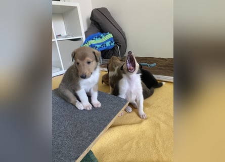 Lang- und Kurzhaar- Collie- Welpen