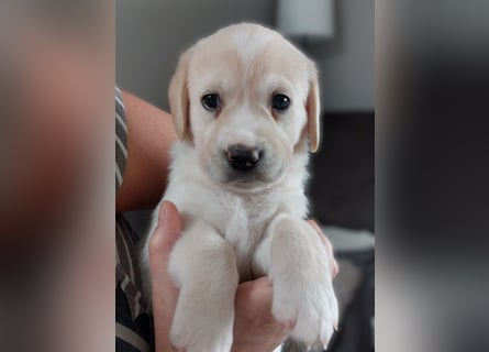 Wunderschöne Labrador-Mix Welpen