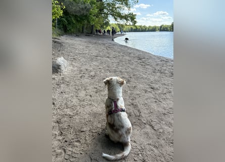 Missy 12 Wochen reinrassige Aussie Welpin