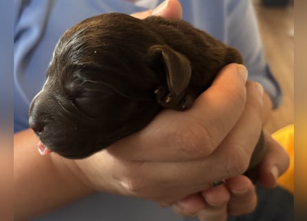 Braune Labradorwelpen mit Ahnentafel