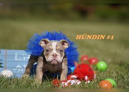 Reinrassige Freiatmende Englische Bulldogge Welpen auf Familiensuche