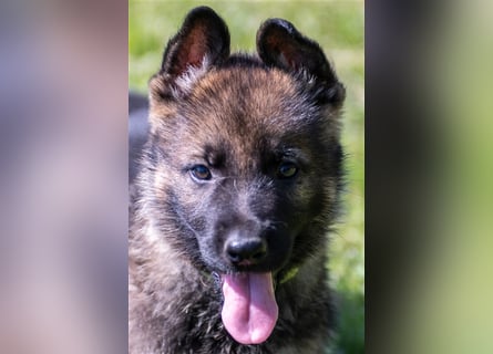Topverpaarung Deutscher Schäferhund Welpen reinrassig Leistungslinie DDR HD/ED frei!