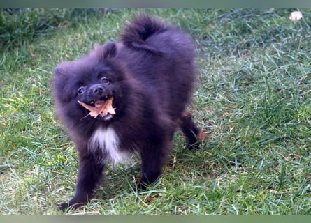 Zwergspitz Pomeranian Welpen Bärchengesichter mit Ahnentafel